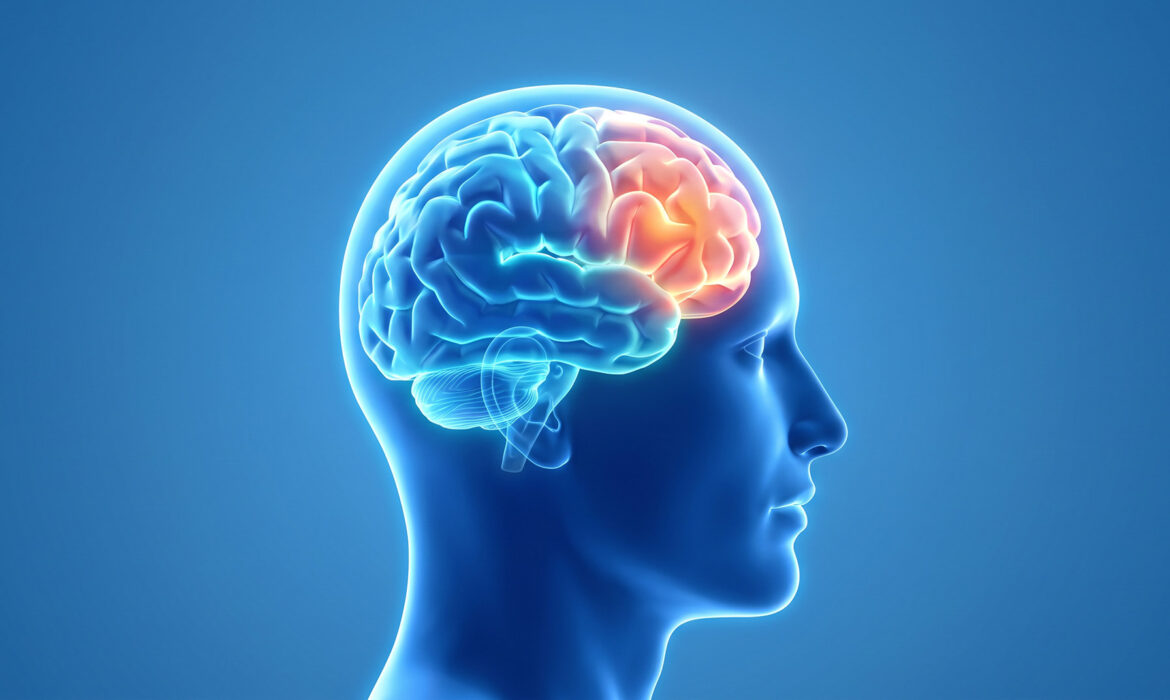 Creier uman ilustrând neuromarketingul în retail și procesele de decizie ale shopperului