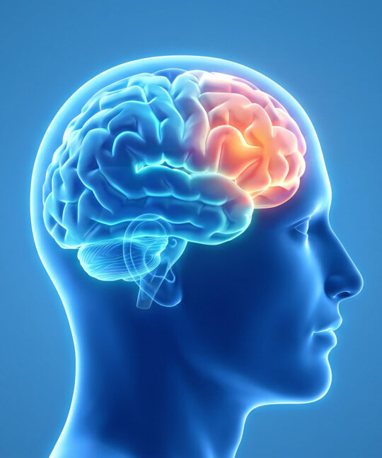 Creier uman ilustrând neuromarketingul în retail și procesele de decizie ale shopperului